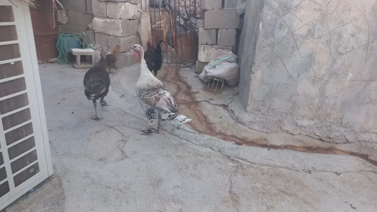 فروش بوقلمون ماده|حیوانات مزرعه|سوق, |دیوار