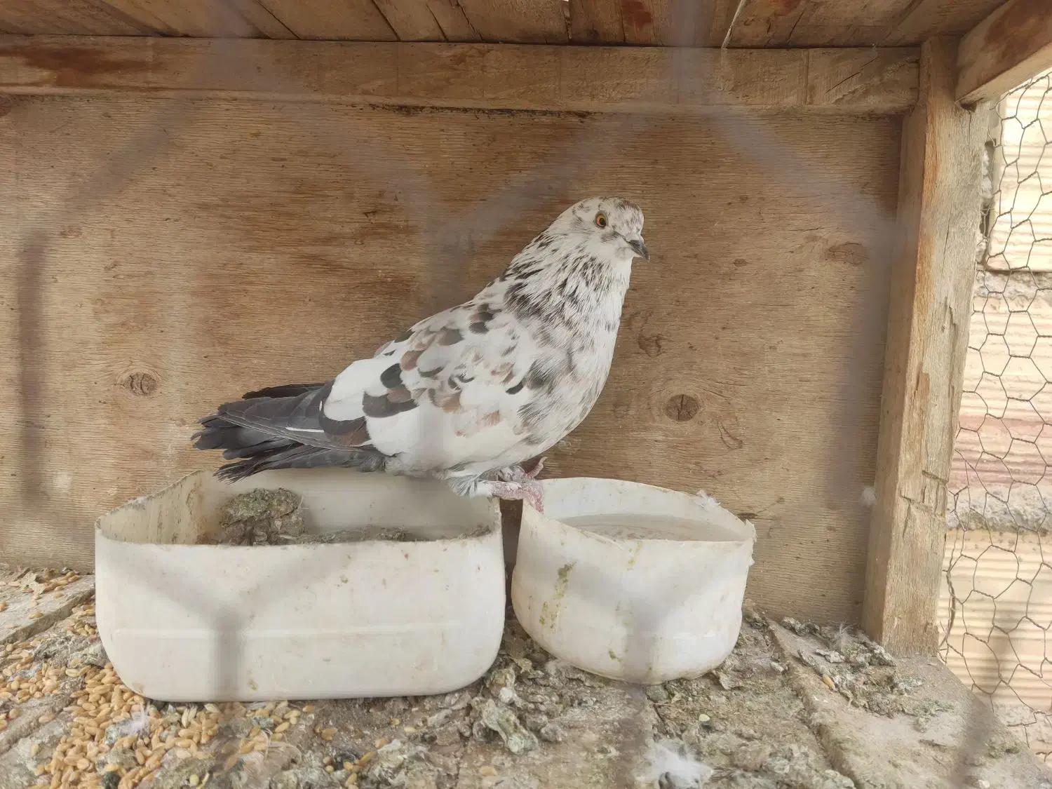 کفتر|پرنده|قم, وادی السلام|دیوار