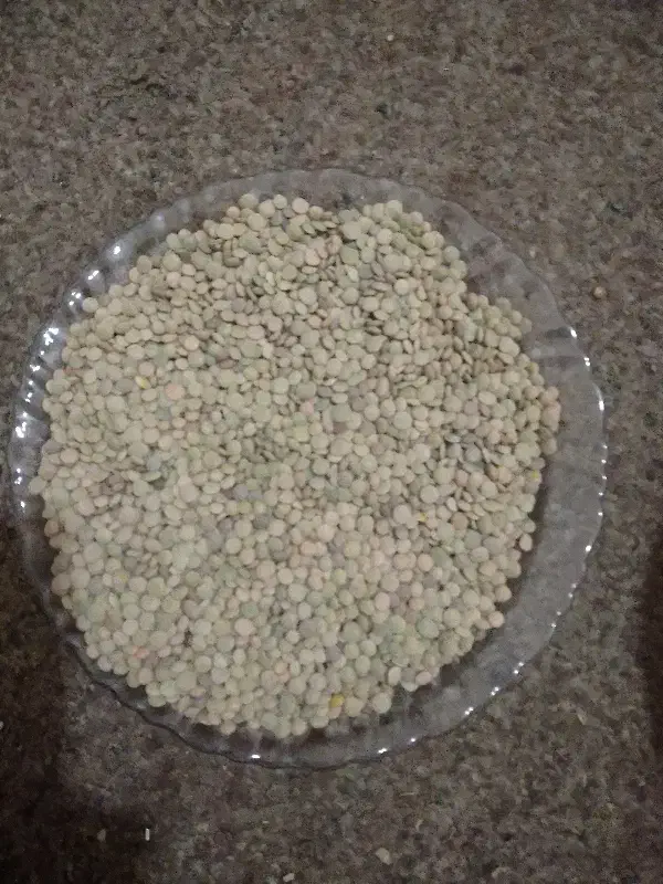 عدس|گل و گیاه طبیعی|قیدار, |دیوار