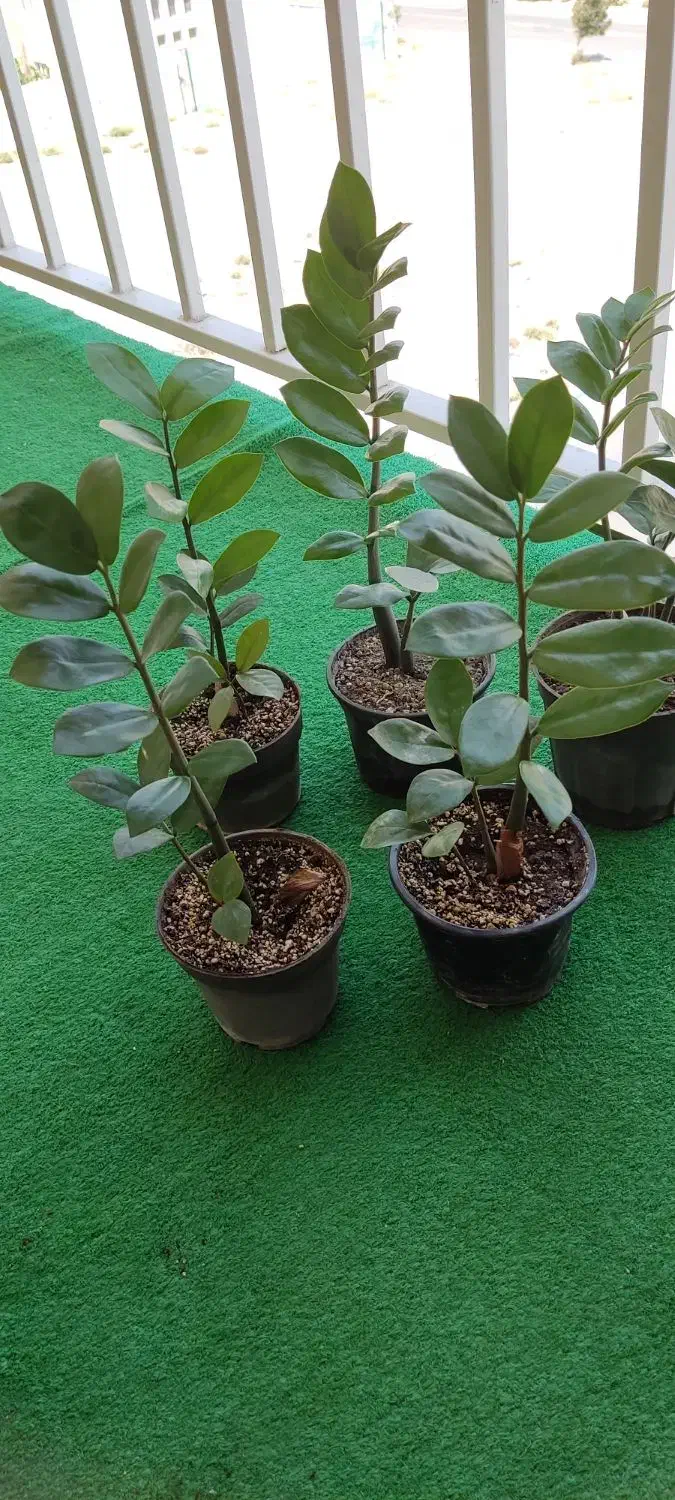 زاموفیلیا گل آپارتمانی|گل و گیاه طبیعی|شهریار, شهرک شاهد|دیوار