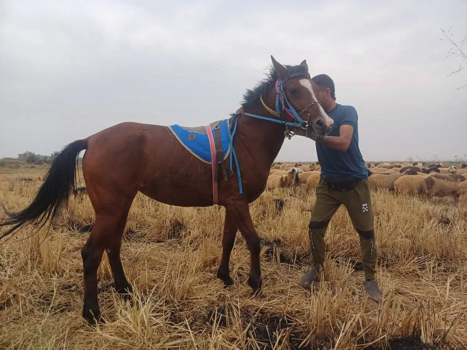 شوشتر شعیبیه|اسب و تجهیزات اسب‌سواری|شوشتر, |دیوار