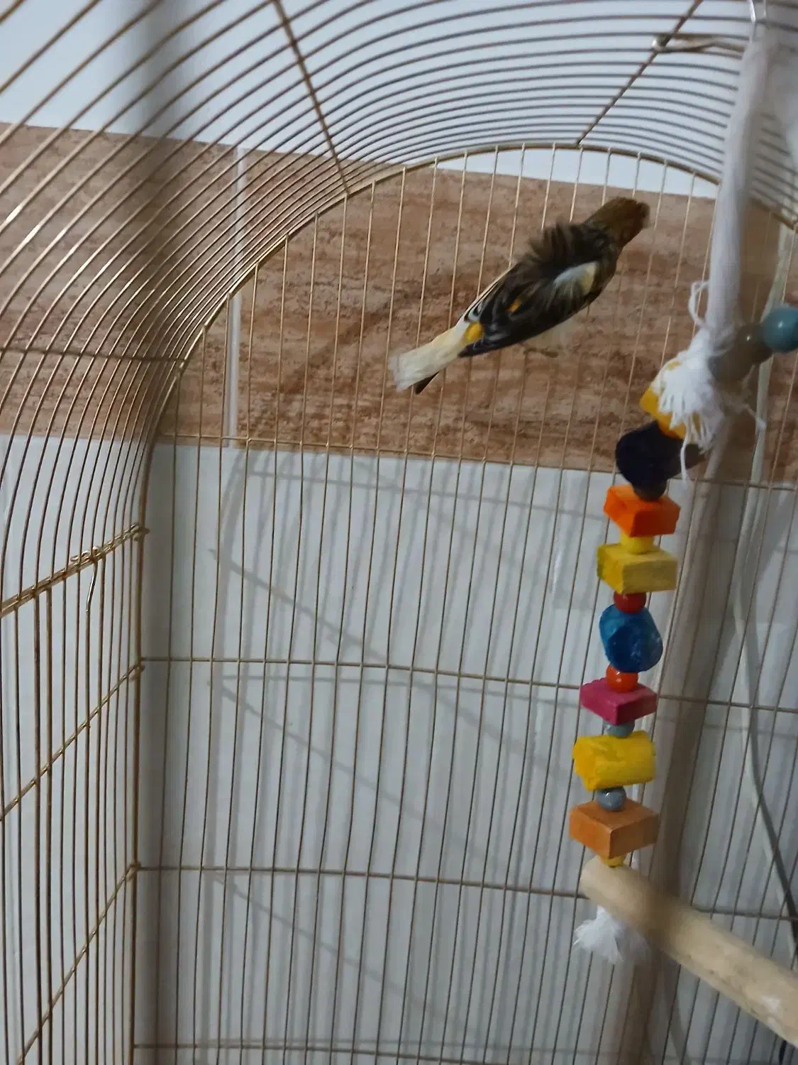 قناری|پرنده|تربت جام, جامی|دیوار