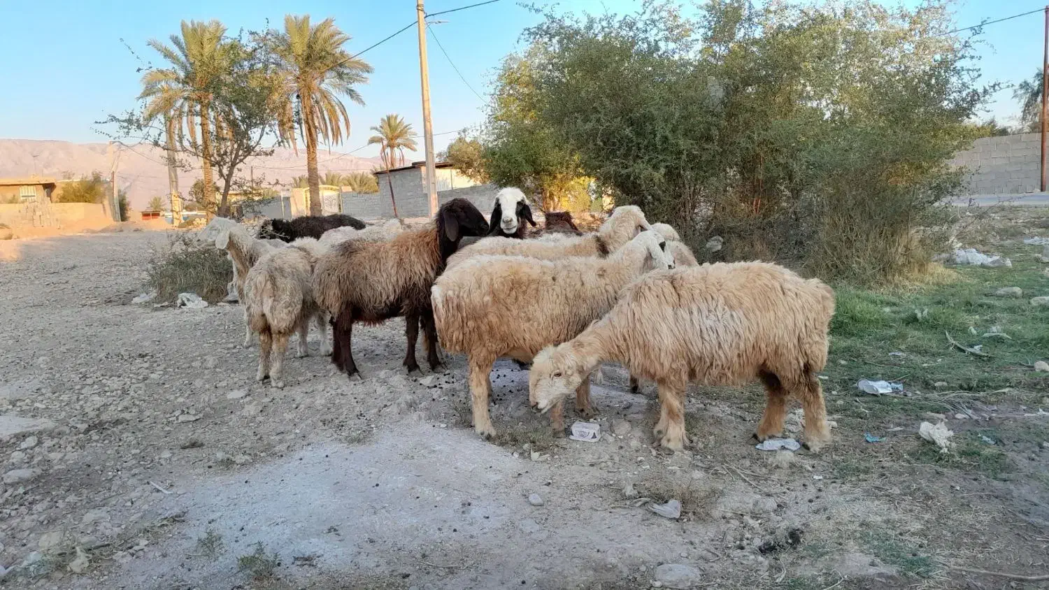 فروش 26 راس میش داشتی ابستن|حیوانات مزرعه|جره و بالاده, |دیوار