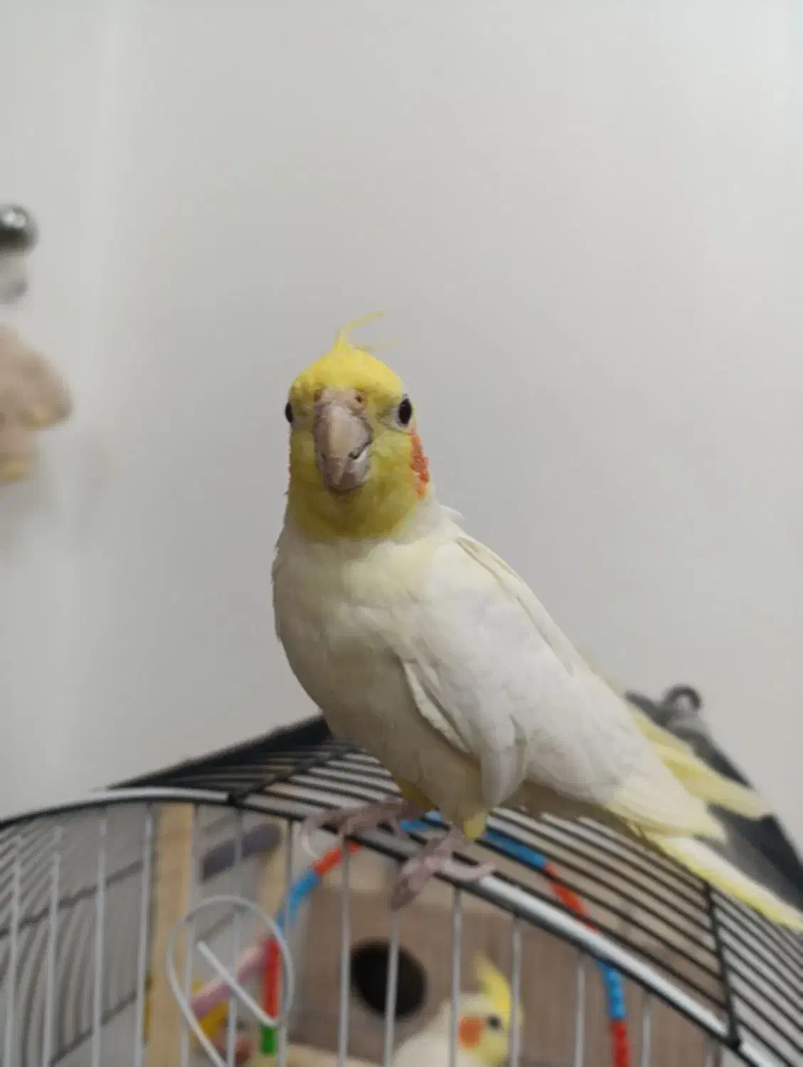 عروس هلندی|پرنده|مشگین شهر, |دیوار