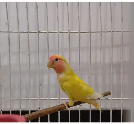 طوطی کوتوله برزیلی نر|پرنده|اهواز, کوی آغاجاری|دیوار