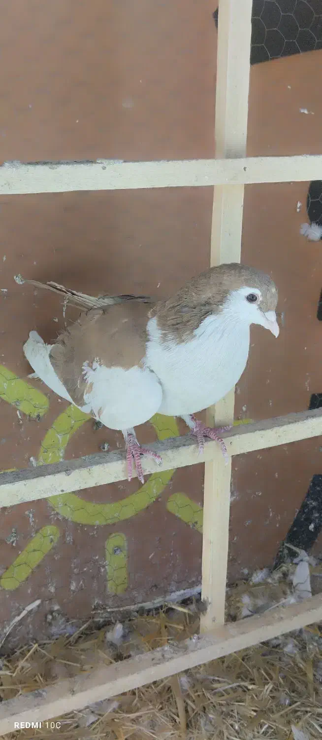 چپ زرد|پرنده|نیشابور, مدرس|دیوار