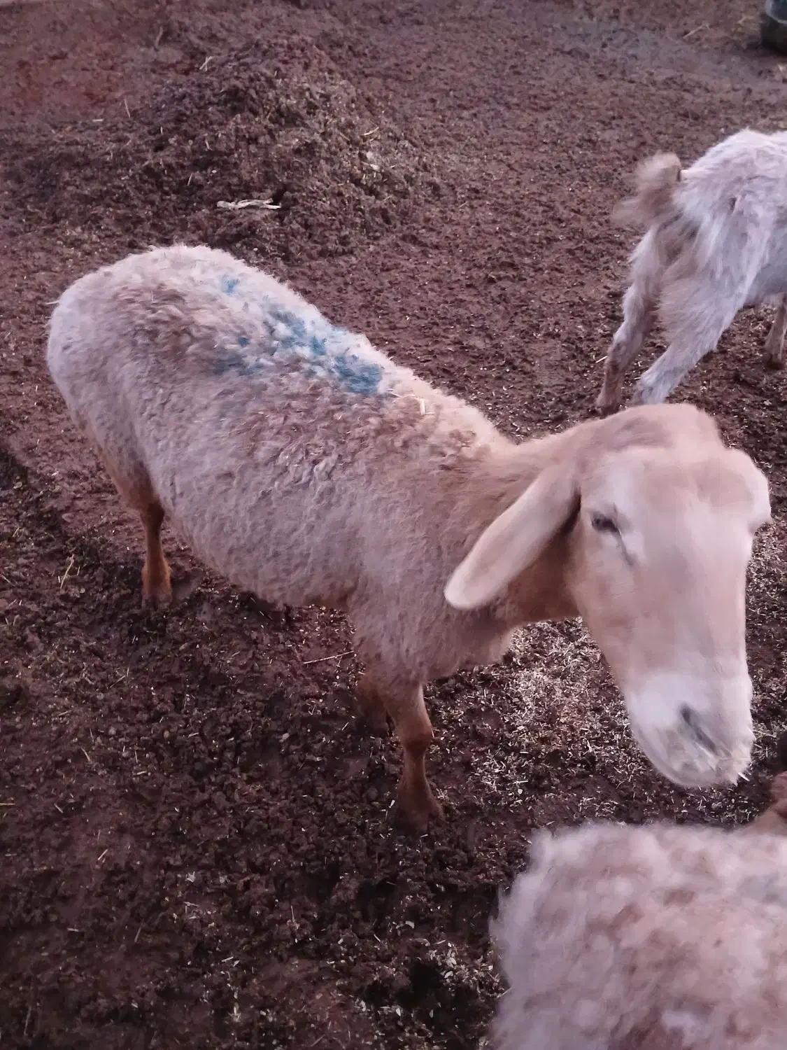 سلام ۱۱ عدد میشه خیلی خوب ه فروش میرسد|حیوانات مزرعه|تربت جام, کلالی|دیوار