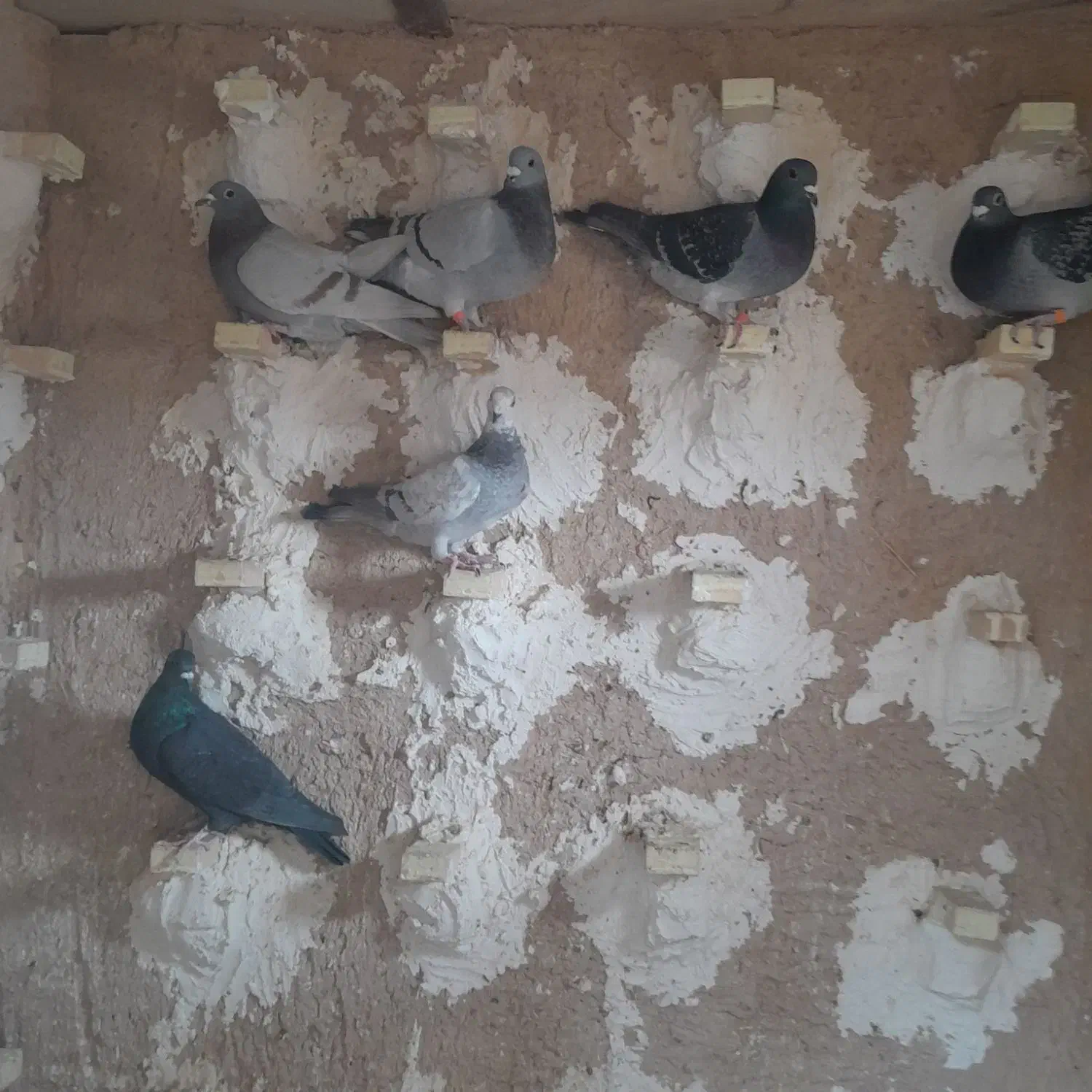 کبوتر پلاکی|پرنده|آباده, |دیوار