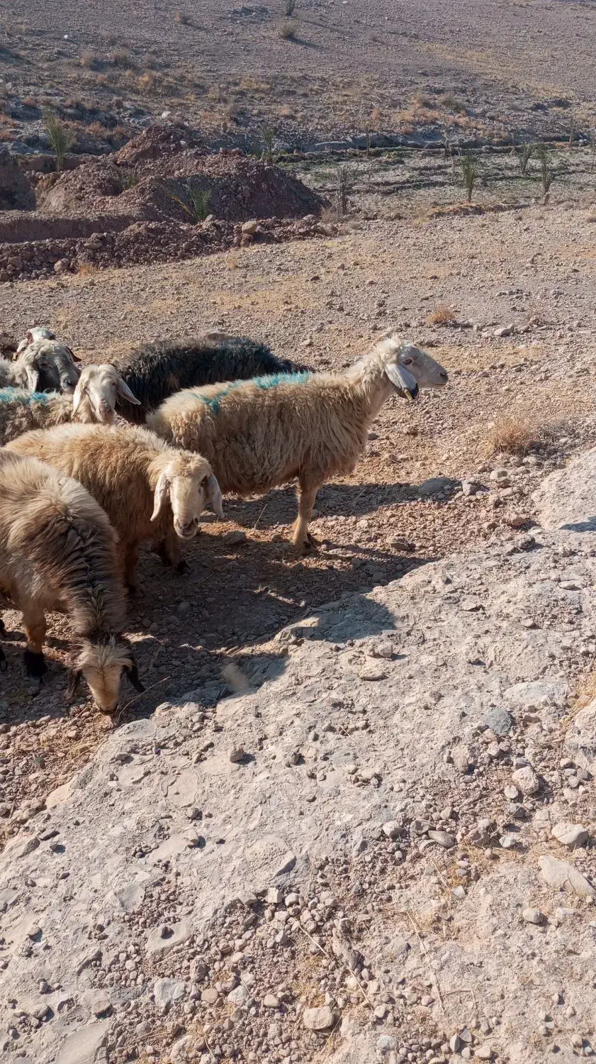 فروش میش بره دار و آبستن|حیوانات مزرعه|کازرون, |دیوار