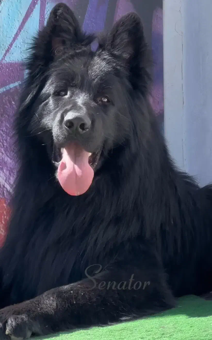 ژرمن شولاین|سگ|لاهیجان, شهرک فرهنگیان|دیوار