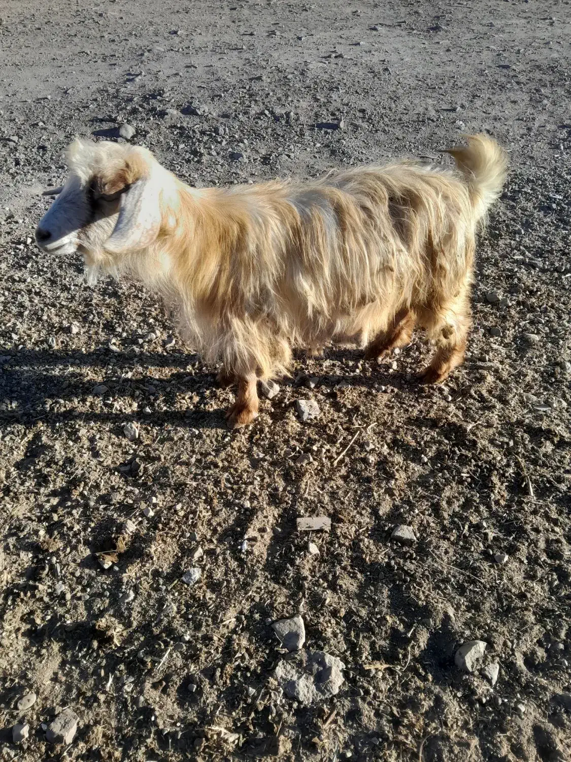 بز محلی آبستن|حیوانات مزرعه|بستان آباد, |دیوار