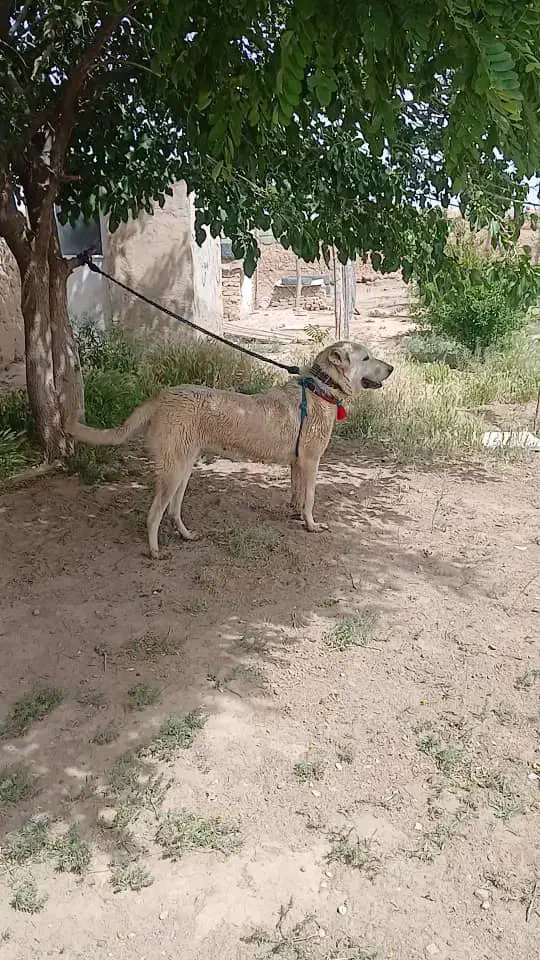 سگ پژدر عراقی سرابی خراسانی سراب|سگ|باغستان, |دیوار