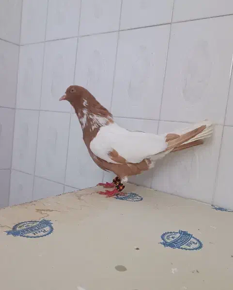 ابلغ افغانی هفت‌رنگ دم سفید کلاغ کربلایی|پرنده|مشهد, دانشجو|دیوار