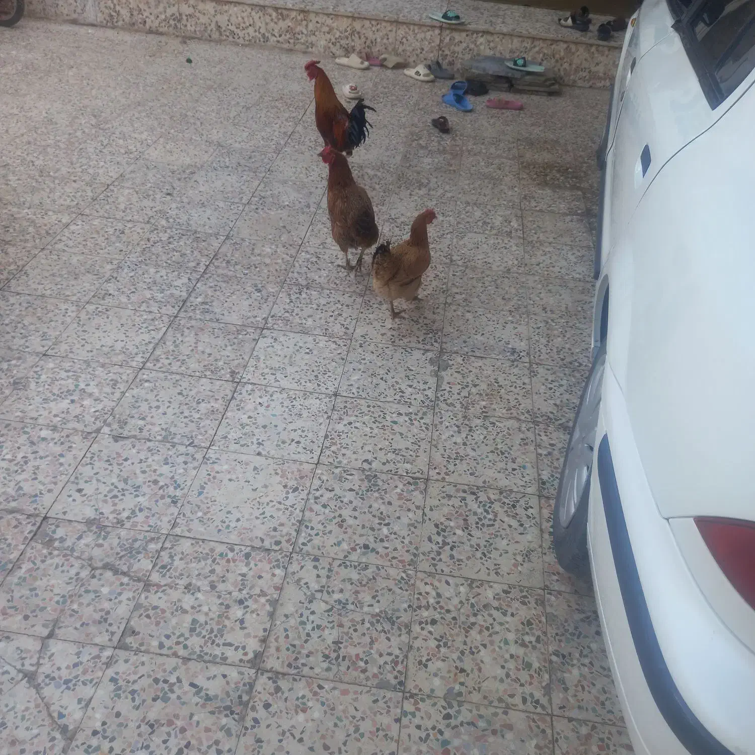 ۲عدد مورغ تخم گزارن و خروس|حیوانات مزرعه|کرخه, |دیوار