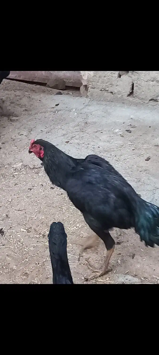 سلام دو عدد خروس ۷ ماهه|حیوانات مزرعه|اشنویه, |دیوار