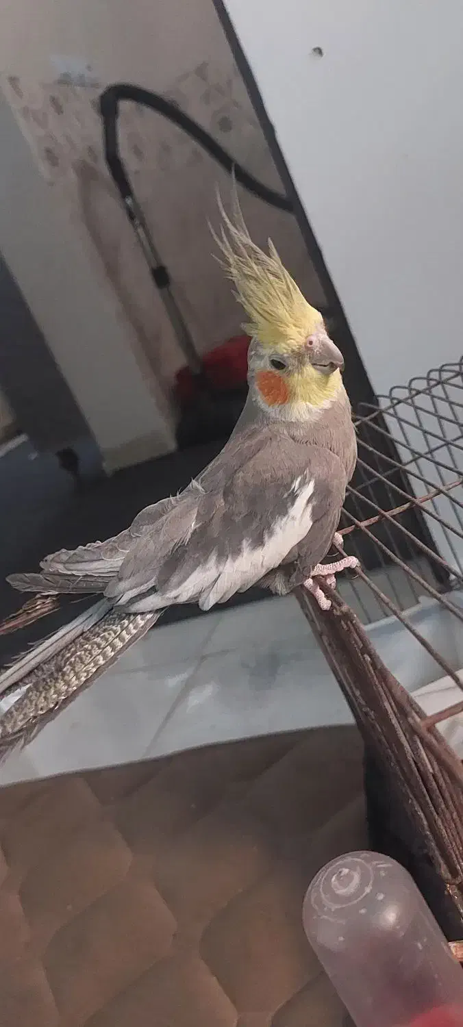 عروس هلندی|پرنده|رامشیر, |دیوار