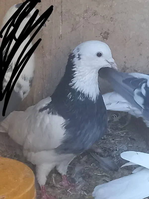 کبوتر رنگی|پرنده|سبزوار, جهاد کشاورزی|دیوار