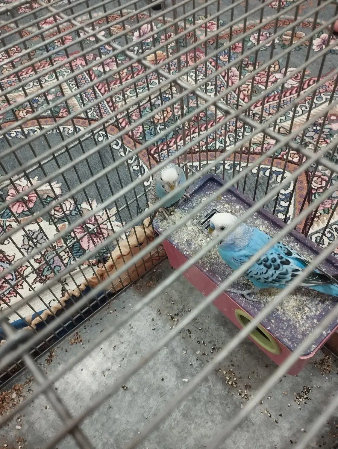 مرغ عشق|پرنده|لاران, |دیوار