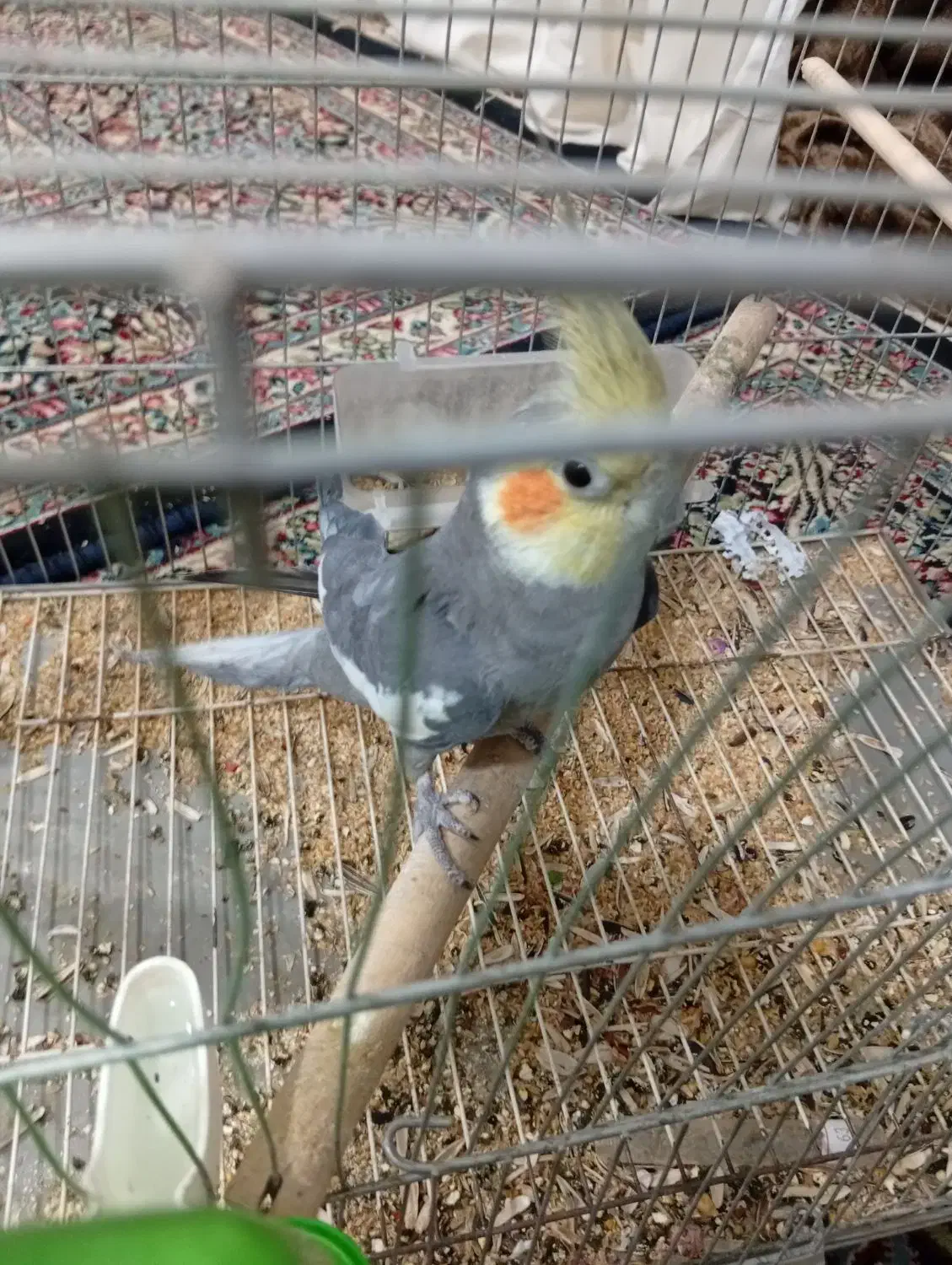 عروس هلندی|پرنده|بم, |دیوار