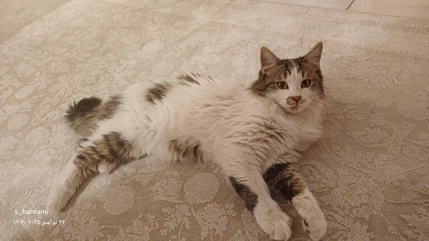 گربه|حیوانات|تهران, تهرانپارس غربی|دیوار