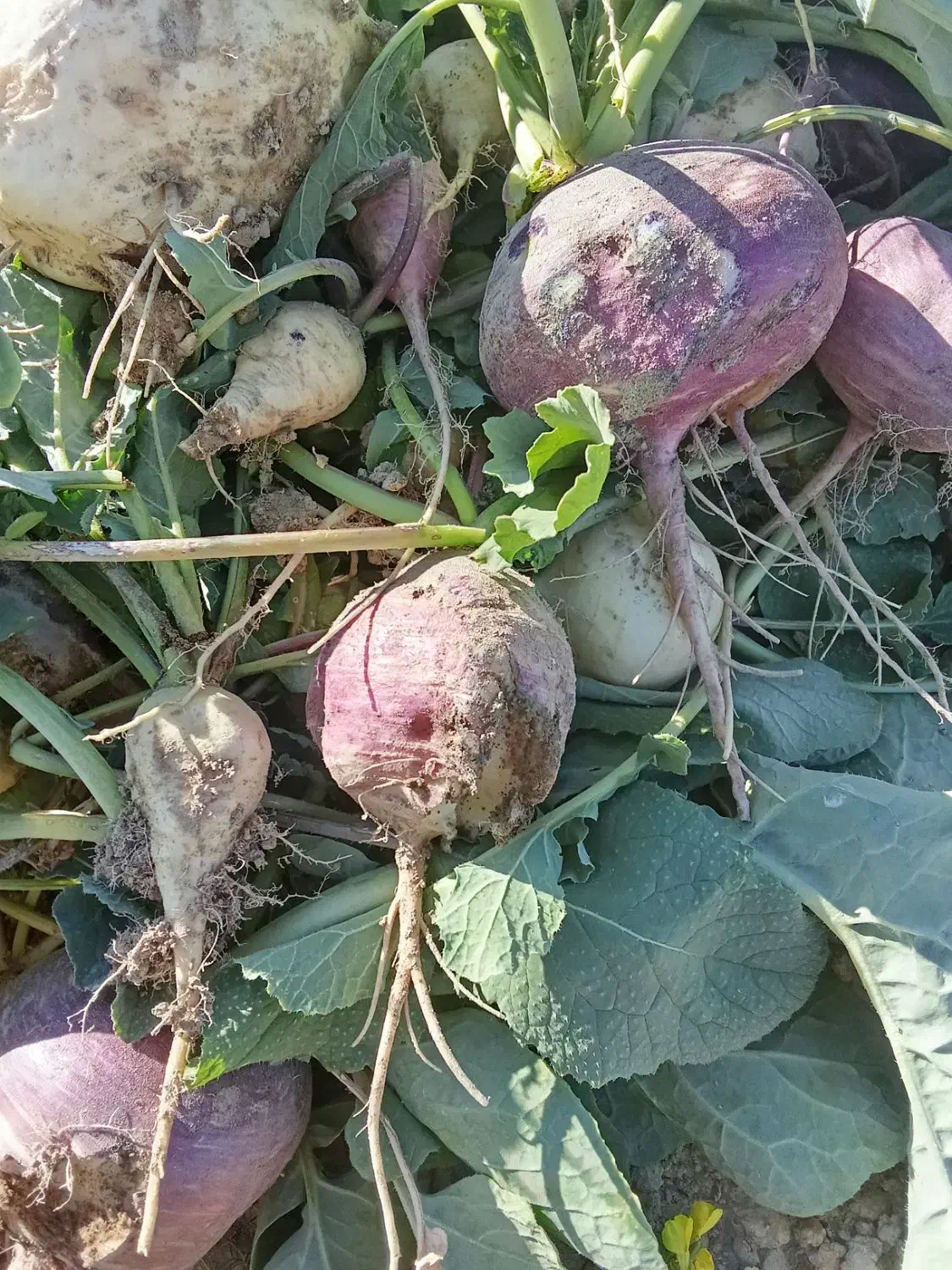 شلغم محلی شیرین بافت روستای گوشک علیا|خوردنی و آشامیدنی|خبر, |دیوار