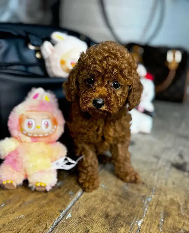 پودل|سگ|تهران, پاسداران|دیوار