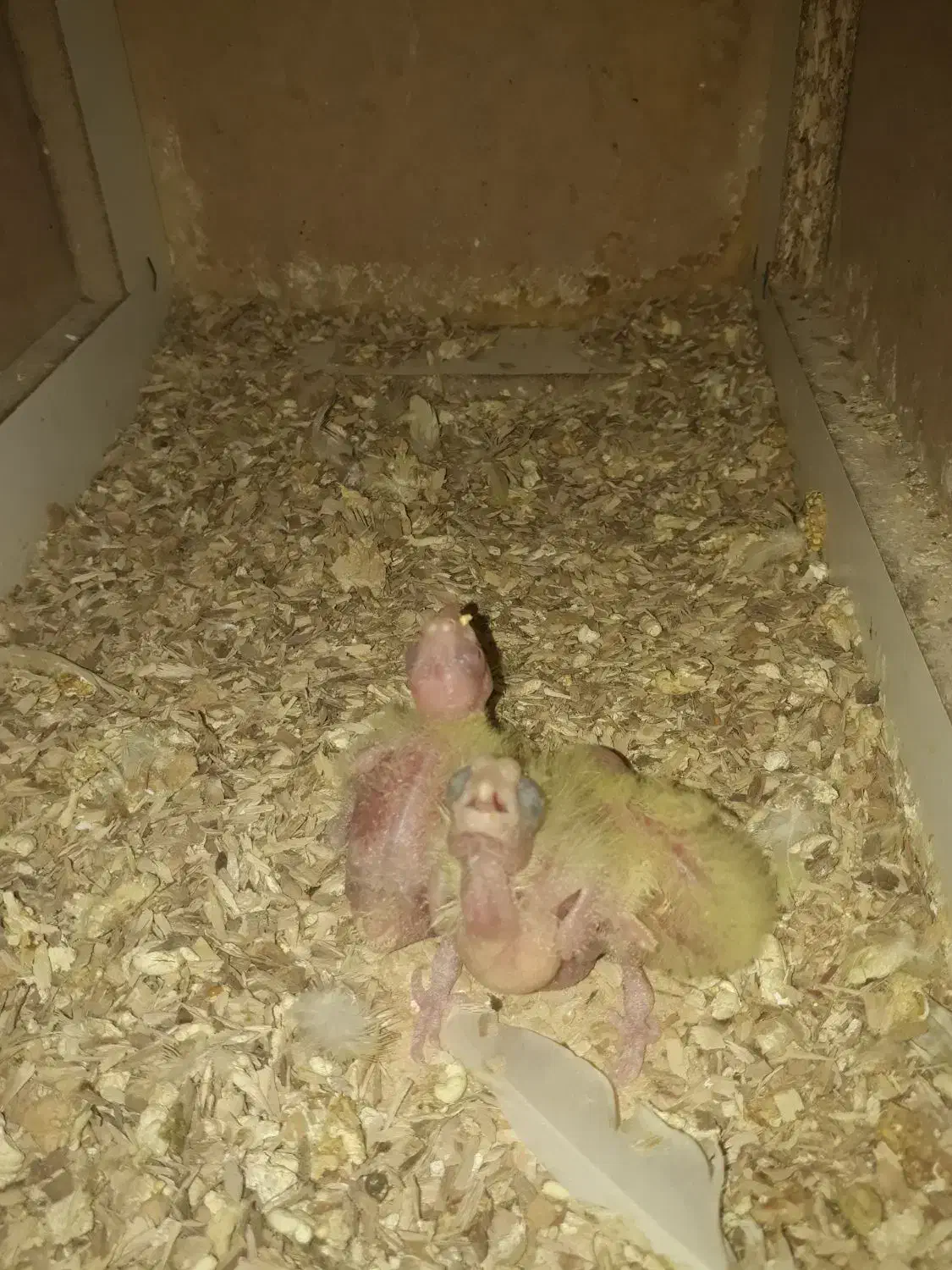 عروس هلندی باسه عددجوجه|پرنده|سبزوار, قصبه شرقی|دیوار