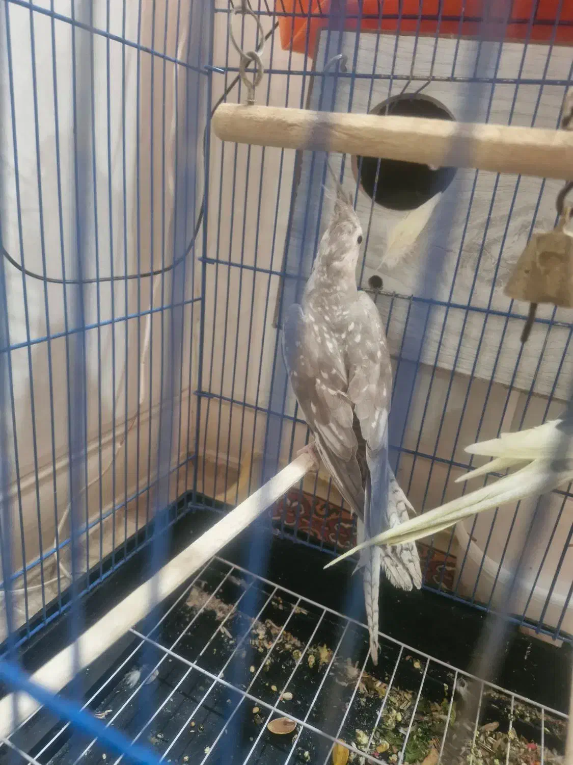 عروس هلندی|پرنده|قم, باجک یک|دیوار