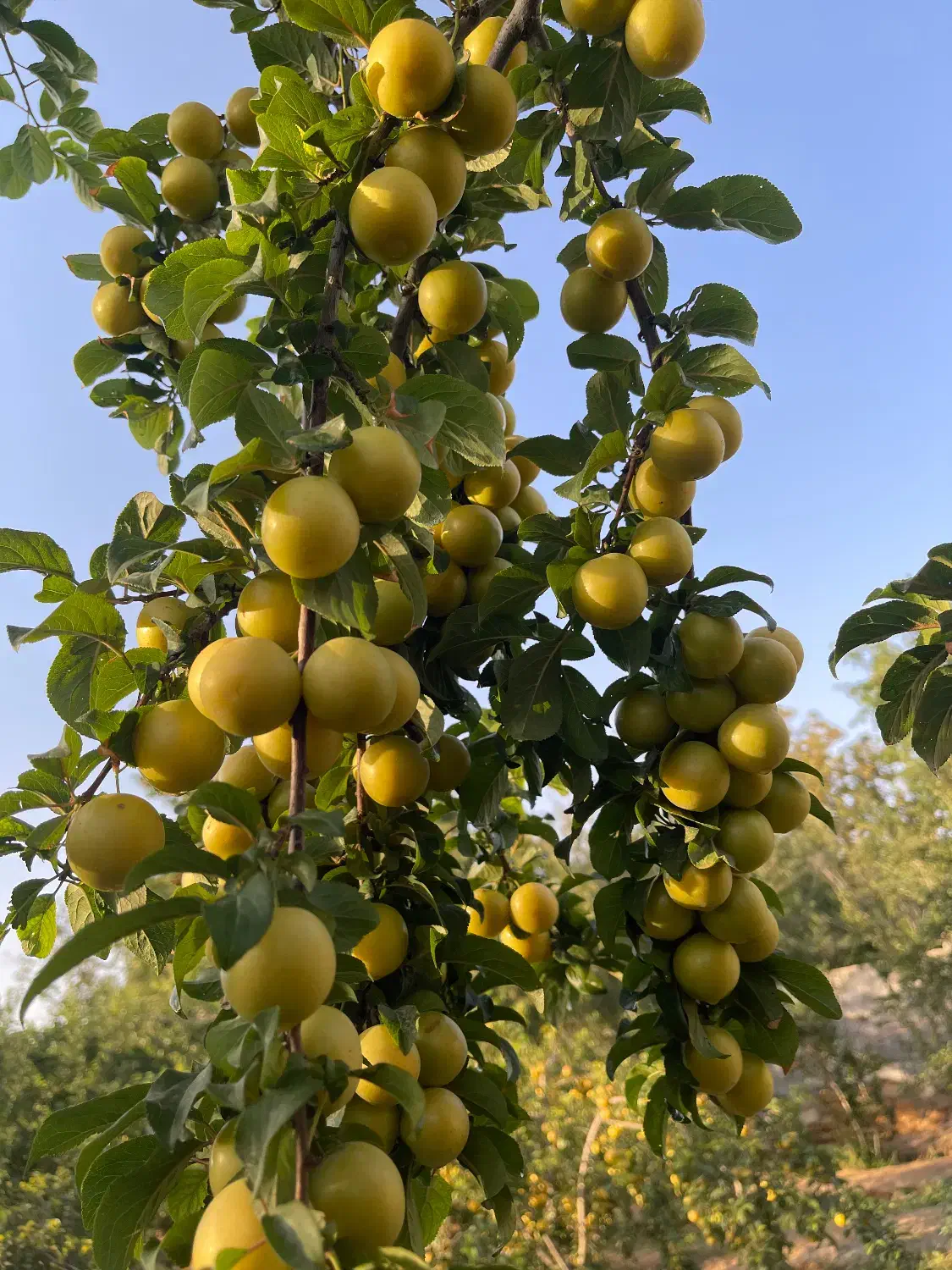 باغ و ویلا|فروش خانه و ویلا|گوگان, |دیوار