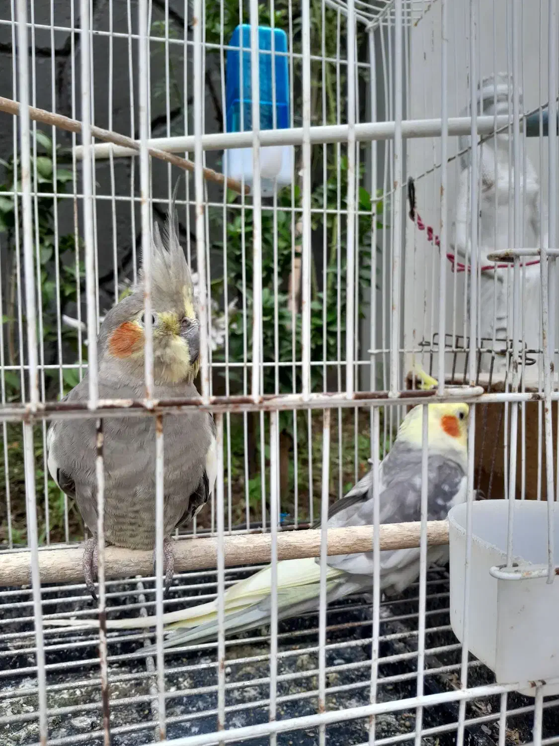 عروس هلندی|پرنده|لاهیجان, آهندان|دیوار