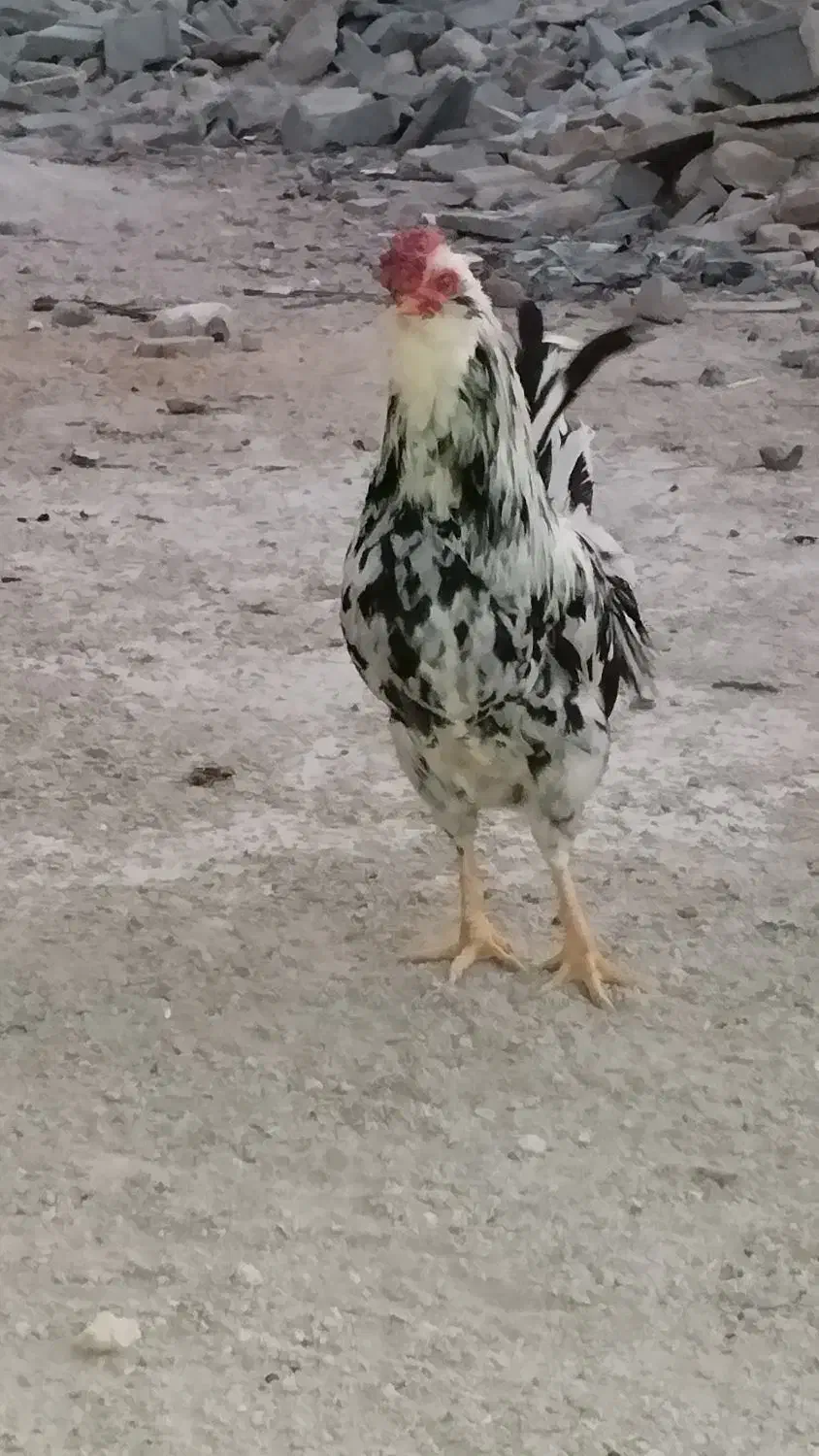 خروس گلین|حیوانات مزرعه|شیراز, رکنآباد|دیوار