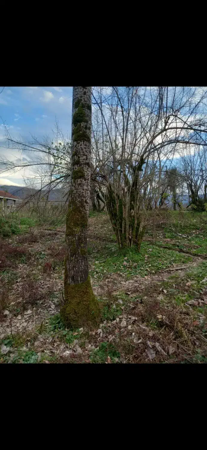 230متر کاربری مسکونی خوش قواره گیلان شفت|فروش زمین و ملک کلنگی|احمدسرگوراب, |دیوار