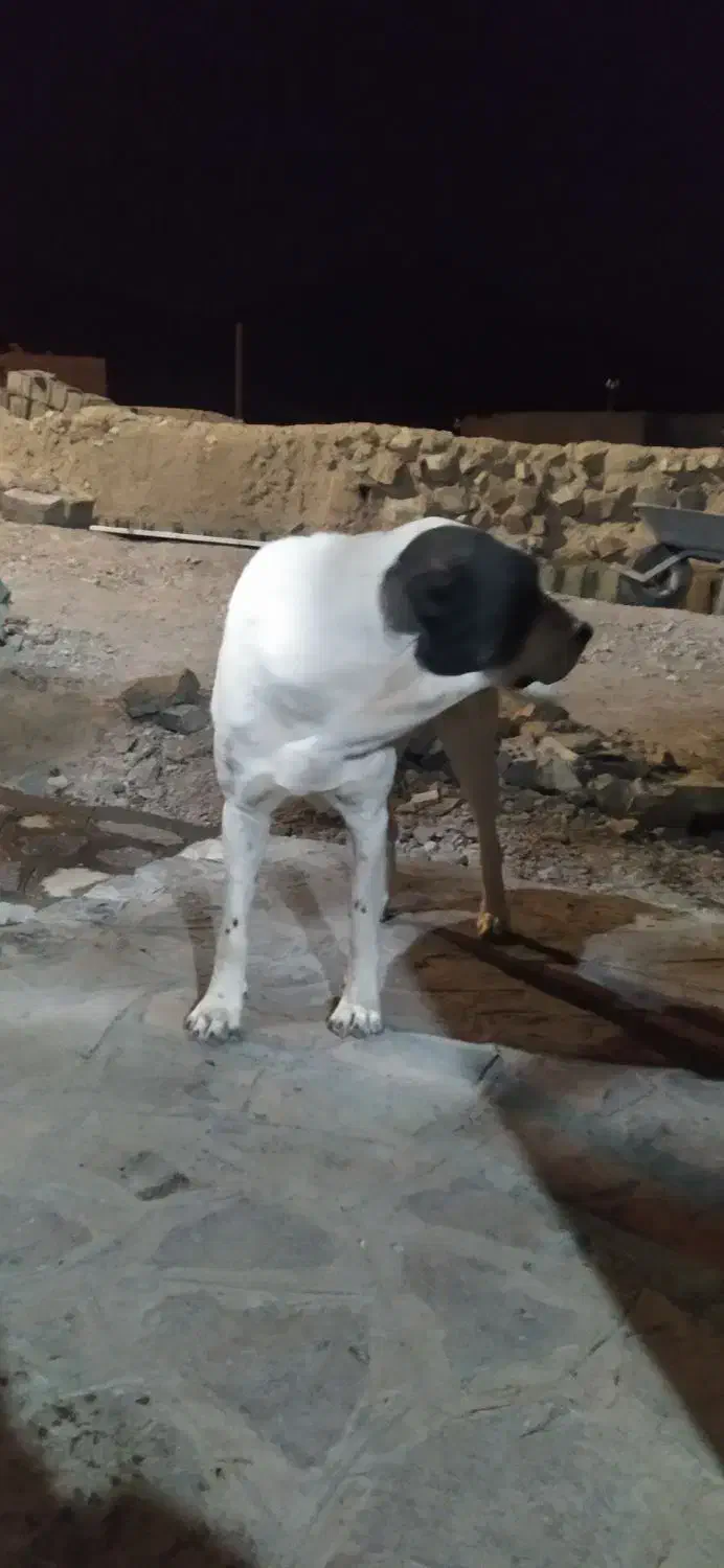 سگ گله افغان اصل|سگ|بیرجند, |دیوار