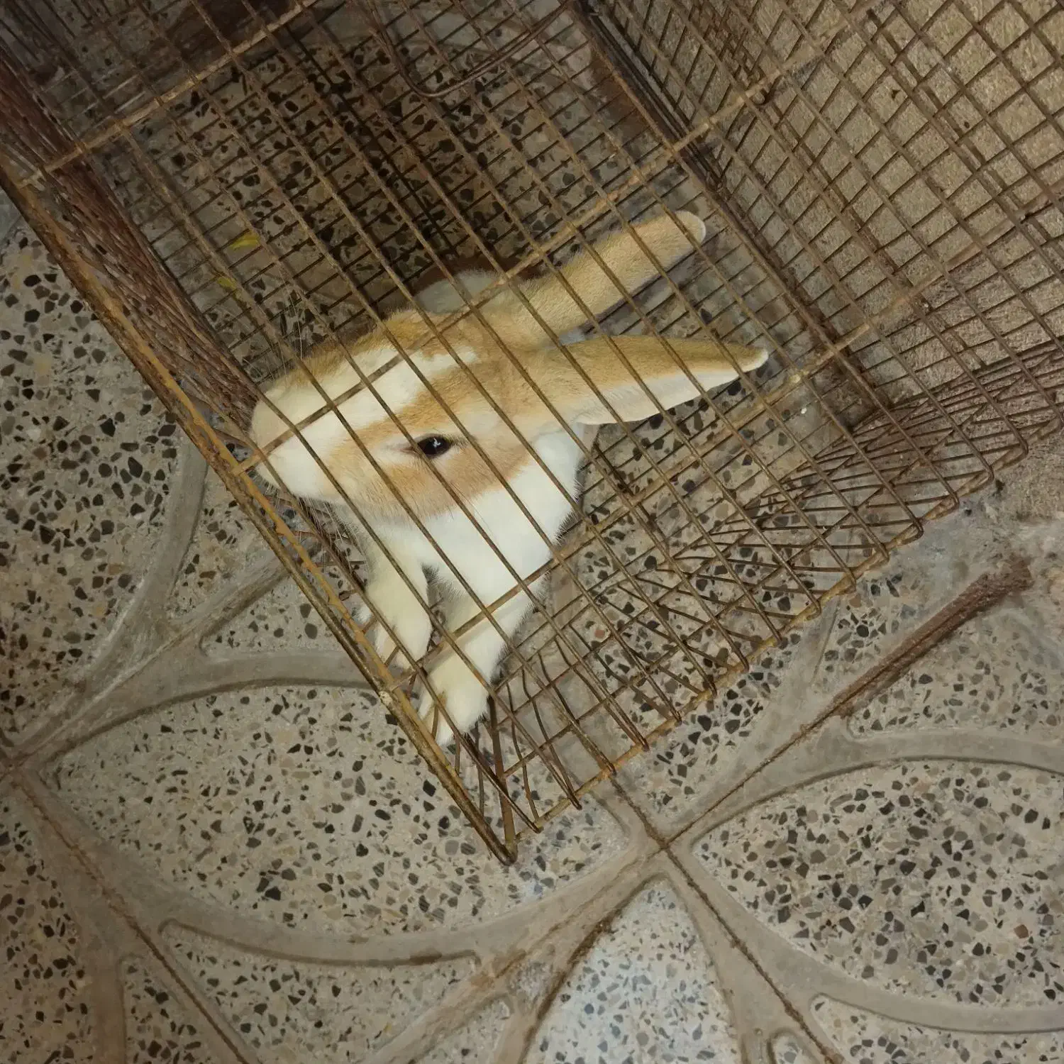 خرگوش|موش و خرگوش|ایلام, |دیوار