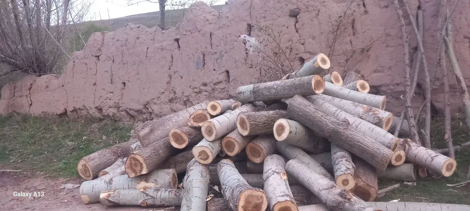 خرید و فروش چوب ترو خشک وقلمه و..|عمدهفروشی|مشگین شهر, |دیوار
