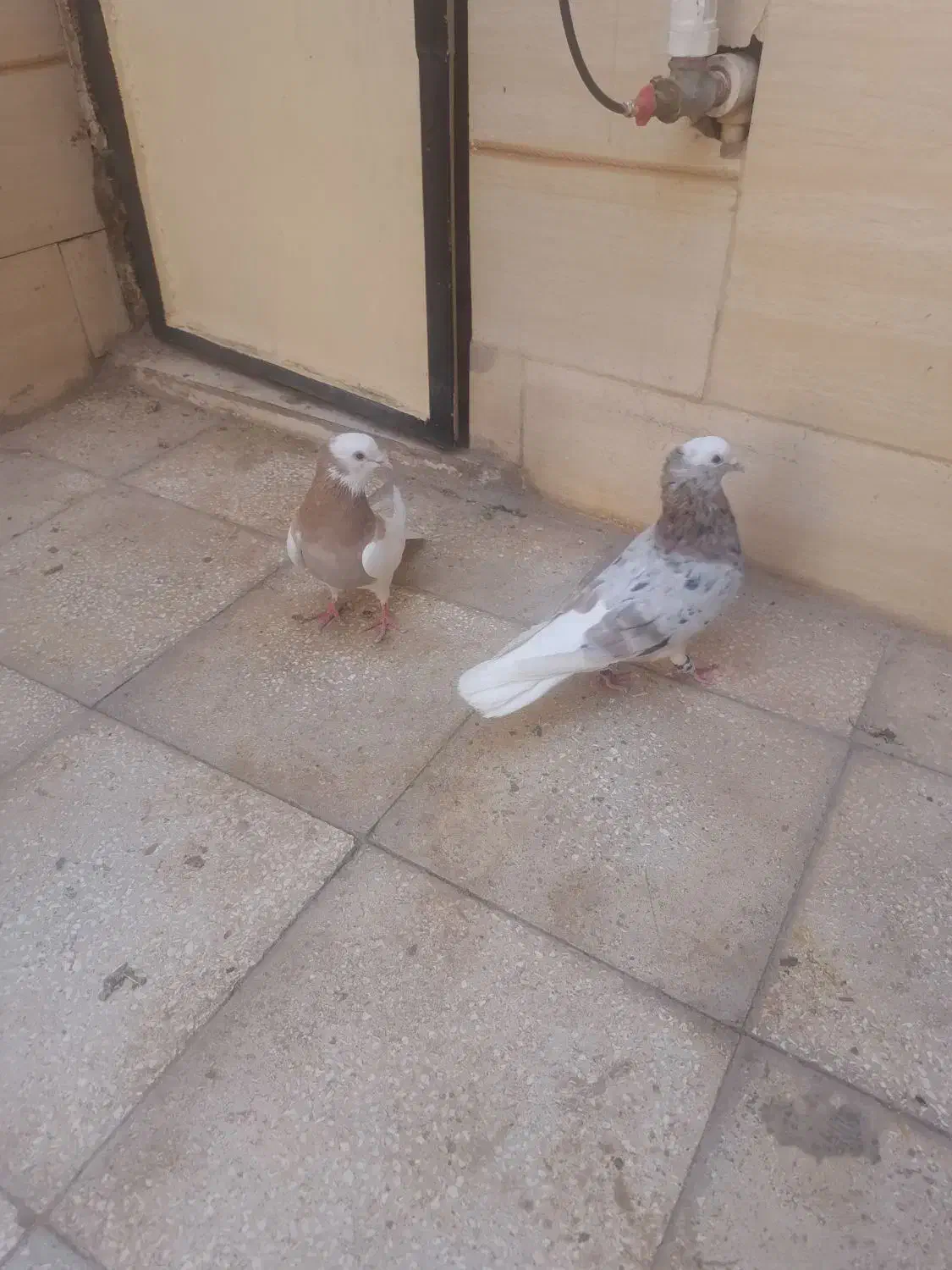 کبوتر فروشی|پرنده|سبزوار, جهاد کشاورزی|دیوار