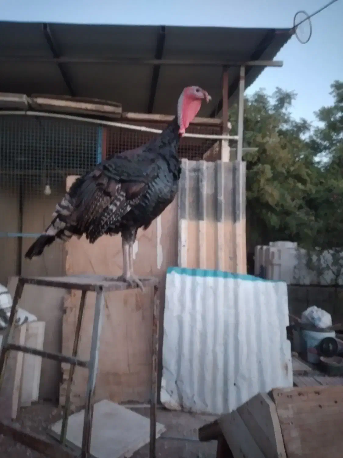 بوقلمون برنز انگلیسی|حیوانات مزرعه|تهران, شهران شمالی|دیوار