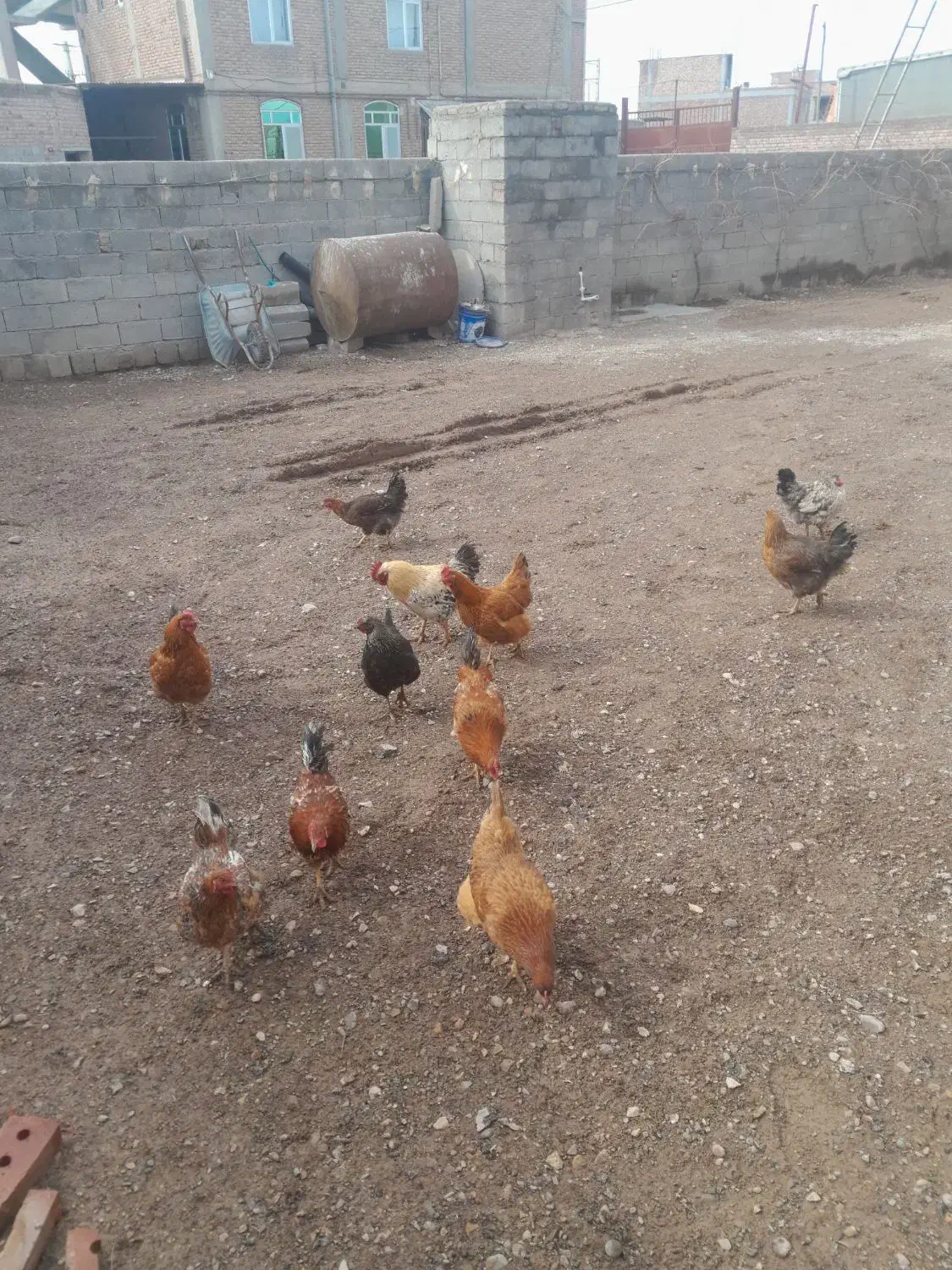 مرغ خروس|حیوانات مزرعه|باروق, |دیوار