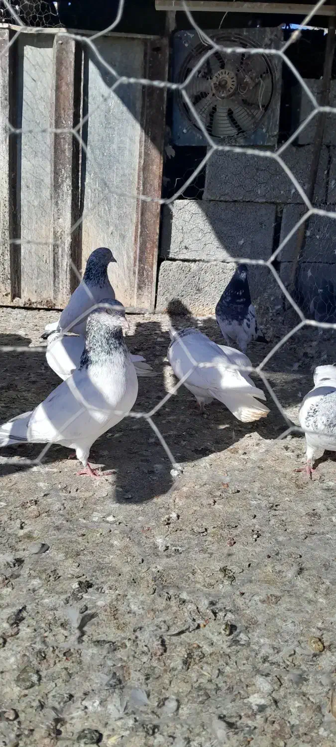 شیخ پرشی|پرنده|چمران, |دیوار