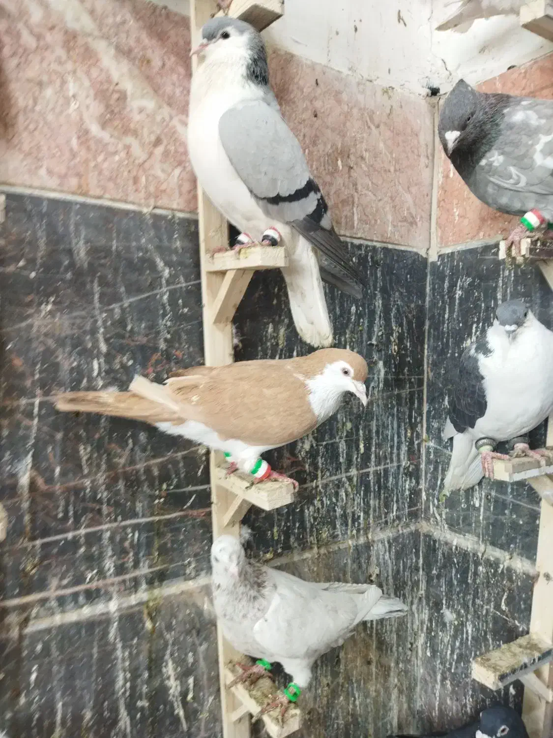 نر ماده هوایی|پرنده|مشهد, شهید بصیر|دیوار