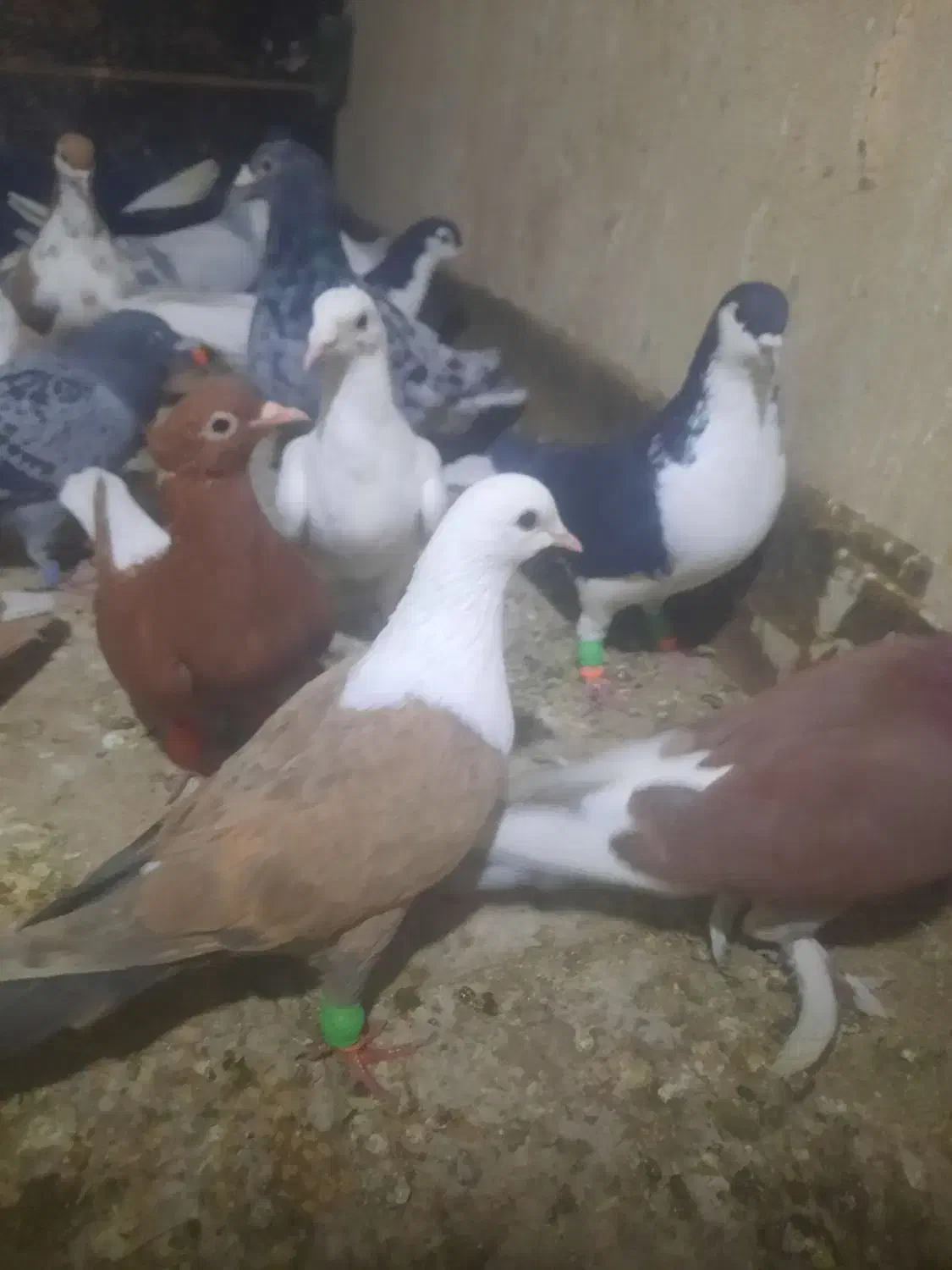 ۳۰ تا پرشی رنگی|پرنده|سبزوار, باهنر|دیوار