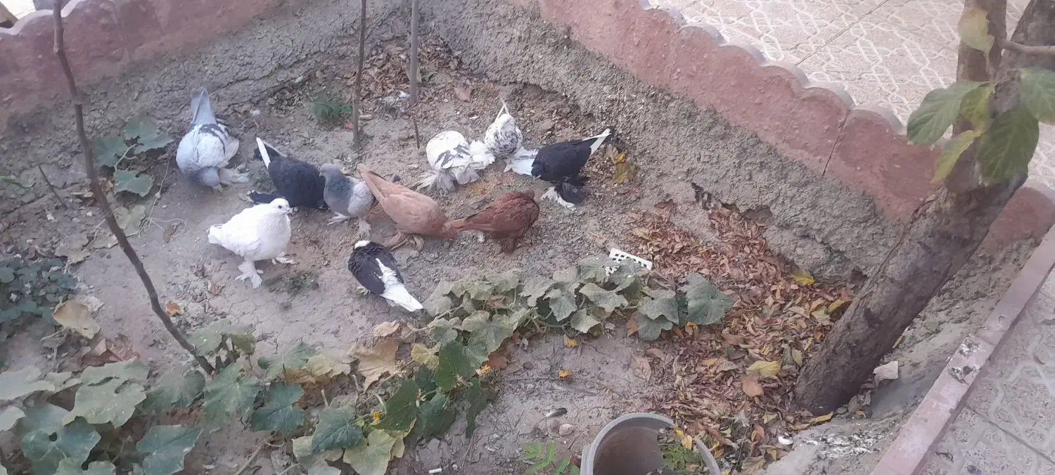 فروش یک لانه کبوتر|پرنده|تبریز, |دیوار