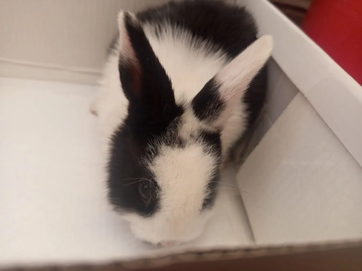 خرگوش|موش و خرگوش|کرمان, |دیوار