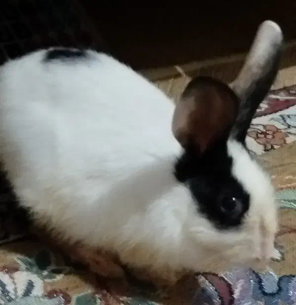 خرگوش|موش و خرگوش|نسیمشهر, |دیوار