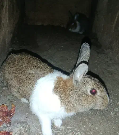 دو عدد خرگوش|موش و خرگوش|سنندج, |دیوار