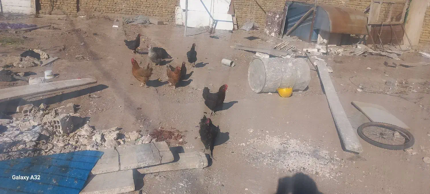 مرغ خروس|حیوانات مزرعه|تربتحیدریه, بالا ولایت|دیوار