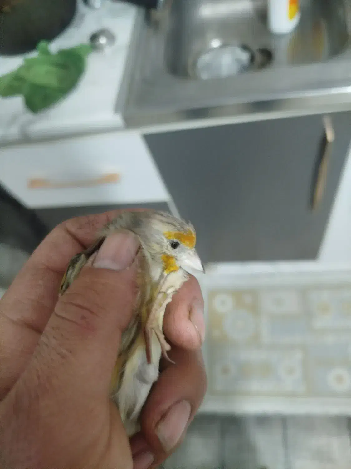 سهره و جوجه سهره قناری|پرنده|شهریار, شهرک امیریه|دیوار