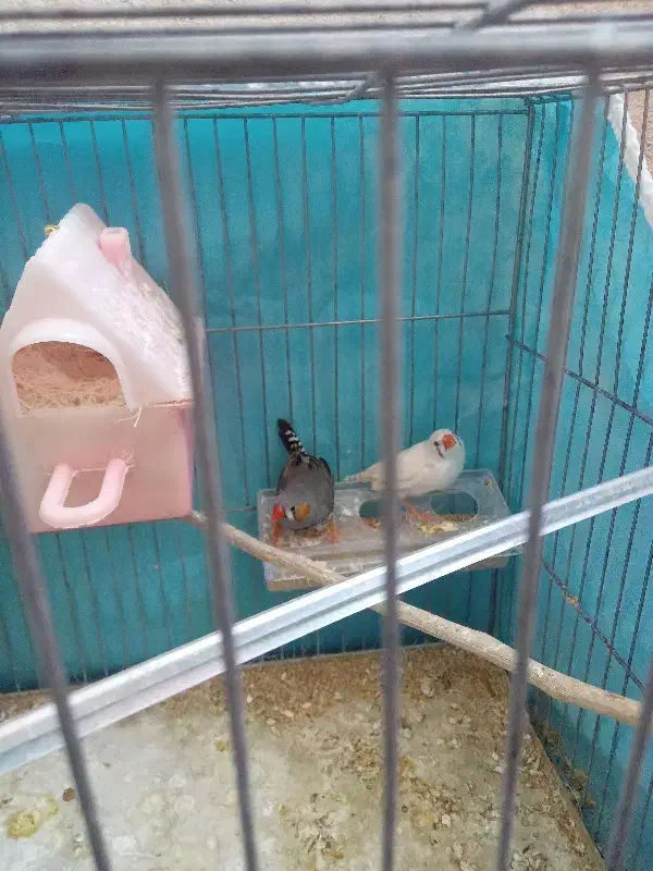 فنچ نر ماده کار درست|پرنده|کرمان, |دیوار