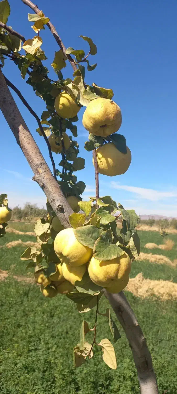 فروش یا معاوضه ملک کشاورزی|فروش زمین و ملک کلنگی|نگار, |دیوار