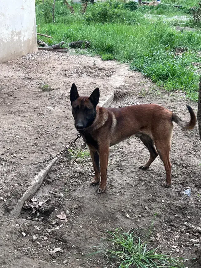 سگ مالینویز|سگ|بروجرد, |دیوار